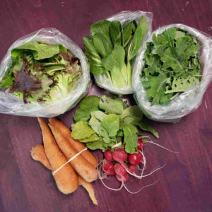 CSA 2021, Week 5: Boc Choy, Radishes, Carrots, Baby Kale and Lettuce