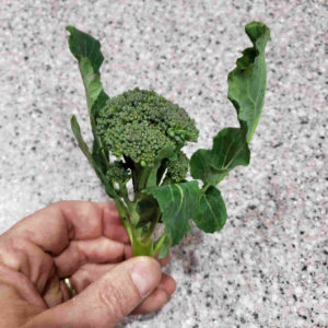 I love leafy broccolini (AKA sprouting broccoli)