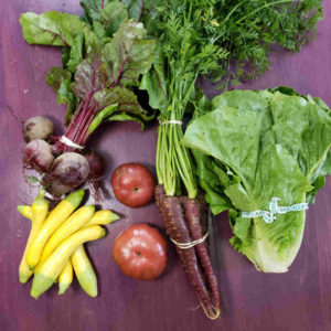 CSA 2021, Week 11: Heirloom tomatoes, purple carrots, red beets, summer squash and a big ol' head o' lettuce.