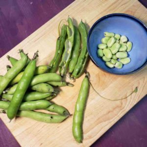 Shelling fava beans. Note the "zipper" string pulled on the individual pod.