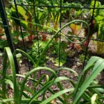 Here's a garlic scape in the garden.