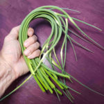 Here's a bunch of garlic scapes from the farmers' market.