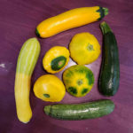 A Lot About Zucchini and Other Summer Squash