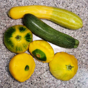 Start with 2.5 pounds of zucchini and/or other summer squash.