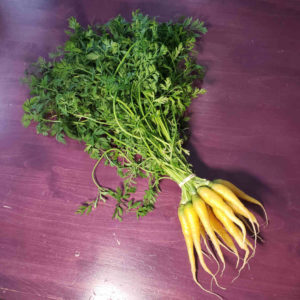 Yellow carrots with their greens.